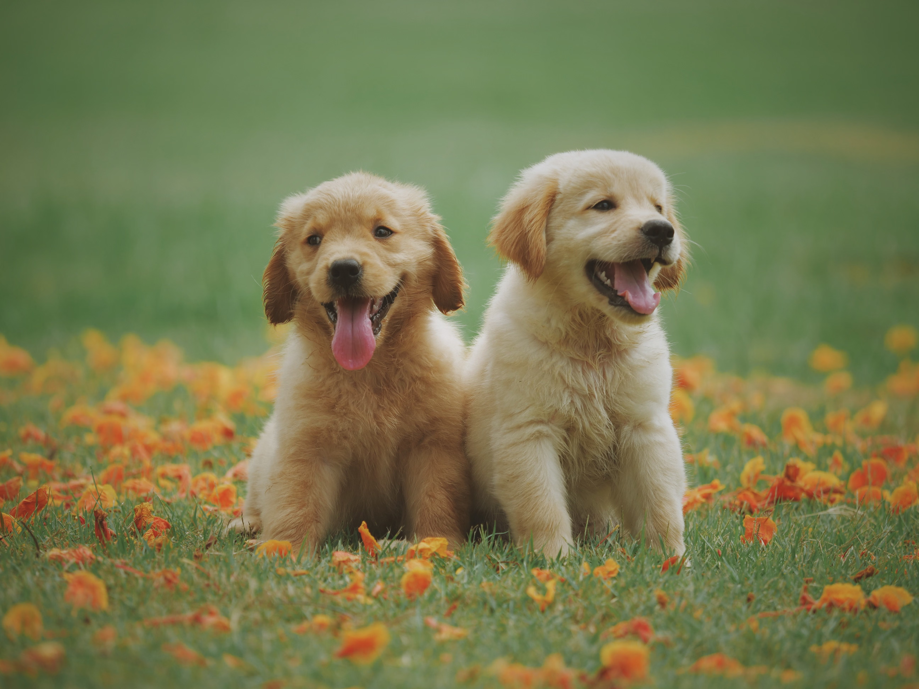 Smart Pet Monitoring and Care Infrastructure